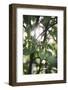 White berries of the white dogwood-Nadja Jacke-Framed Photographic Print