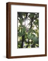 White berries of the white dogwood-Nadja Jacke-Framed Photographic Print