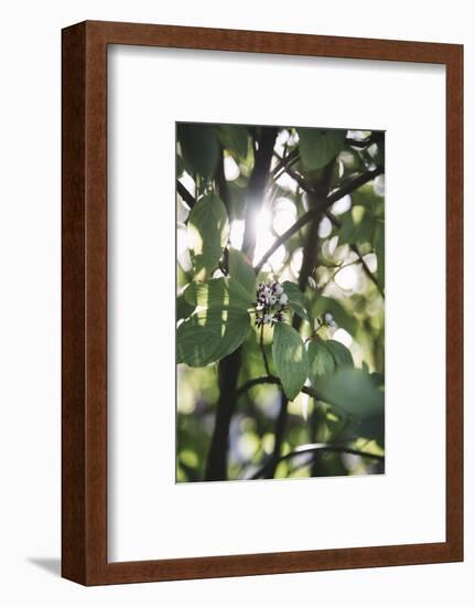 White berries of the white dogwood-Nadja Jacke-Framed Photographic Print