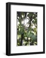 White berries of the white dogwood-Nadja Jacke-Framed Photographic Print