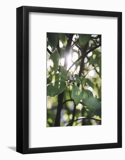 White berries of the white dogwood-Nadja Jacke-Framed Photographic Print