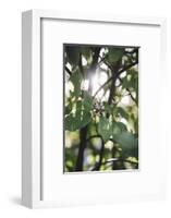White berries of the white dogwood-Nadja Jacke-Framed Photographic Print