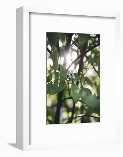 White berries of the white dogwood-Nadja Jacke-Framed Photographic Print