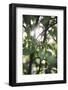 White berries of the white dogwood-Nadja Jacke-Framed Photographic Print