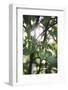 White berries of the white dogwood-Nadja Jacke-Framed Photographic Print
