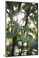 White berries of the white dogwood-Nadja Jacke-Mounted Photographic Print