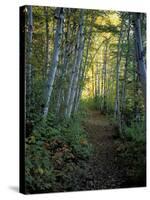 White Birch and Yellow Leaves in the White Mountains, New Hampshire, USA-Jerry & Marcy Monkman-Stretched Canvas