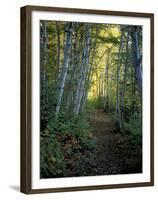 White Birch and Yellow Leaves in the White Mountains, New Hampshire, USA-Jerry & Marcy Monkman-Framed Premium Photographic Print