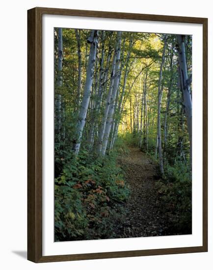 White Birch and Yellow Leaves in the White Mountains, New Hampshire, USA-Jerry & Marcy Monkman-Framed Premium Photographic Print