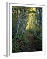 White Birch and Yellow Leaves in the White Mountains, New Hampshire, USA-Jerry & Marcy Monkman-Framed Premium Photographic Print