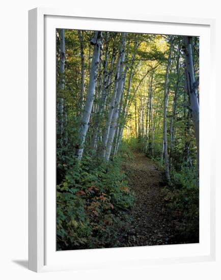 White Birch and Yellow Leaves in the White Mountains, New Hampshire, USA-Jerry & Marcy Monkman-Framed Premium Photographic Print