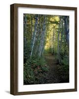 White Birch and Yellow Leaves in the White Mountains, New Hampshire, USA-Jerry & Marcy Monkman-Framed Photographic Print