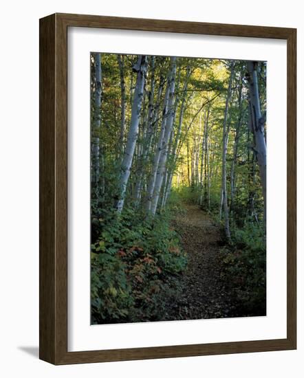 White Birch and Yellow Leaves in the White Mountains, New Hampshire, USA-Jerry & Marcy Monkman-Framed Photographic Print