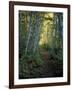 White Birch and Yellow Leaves in the White Mountains, New Hampshire, USA-Jerry & Marcy Monkman-Framed Photographic Print