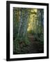 White Birch and Yellow Leaves in the White Mountains, New Hampshire, USA-Jerry & Marcy Monkman-Framed Photographic Print