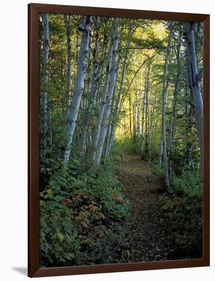 White Birch and Yellow Leaves in the White Mountains, New Hampshire, USA-Jerry & Marcy Monkman-Framed Photographic Print