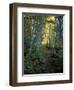 White Birch and Yellow Leaves in the White Mountains, New Hampshire, USA-Jerry & Marcy Monkman-Framed Photographic Print