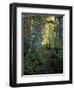 White Birch and Yellow Leaves in the White Mountains, New Hampshire, USA-Jerry & Marcy Monkman-Framed Photographic Print