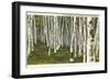 White Birch Forest, Wisconsin-null-Framed Art Print