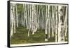 White Birch Forest, Wisconsin-null-Framed Stretched Canvas