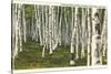 White Birch Forest, Wisconsin-null-Stretched Canvas