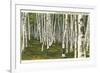 White Birch Forest, Wisconsin-null-Framed Premium Giclee Print