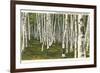 White Birch Forest, Wisconsin-null-Framed Premium Giclee Print