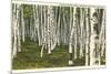 White Birch Forest, Wisconsin-null-Mounted Premium Giclee Print