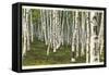 White Birch Forest, Wisconsin-null-Framed Stretched Canvas