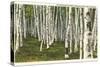 White Birch Forest, Wisconsin-null-Stretched Canvas