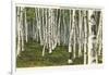 White Birch Forest, Wisconsin-null-Framed Art Print