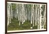 White Birch Forest, Wisconsin-null-Framed Art Print