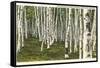 White Birch Forest, Wisconsin-null-Framed Stretched Canvas