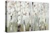 White Birch Forest-Allison Pearce-Stretched Canvas