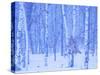 White Birch in Snow-null-Stretched Canvas