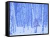 White Birch in Snow-null-Framed Stretched Canvas
