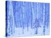 White Birch in Snow-null-Stretched Canvas