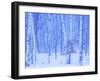 White Birch in Snow-null-Framed Photographic Print