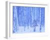 White Birch in Snow-null-Framed Photographic Print