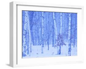 White Birch in Snow-null-Framed Photographic Print