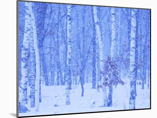 White Birch in Snow-null-Mounted Photographic Print