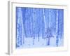 White Birch in Snow-null-Framed Photographic Print