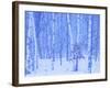White Birch in Snow-null-Framed Photographic Print