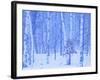 White Birch in Snow-null-Framed Photographic Print