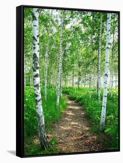 White Birch Lane-null-Framed Stretched Canvas