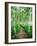 White Birch Lane-null-Framed Premium Photographic Print