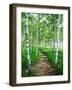 White Birch Lane-null-Framed Premium Photographic Print