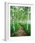 White Birch Lane-null-Framed Premium Photographic Print