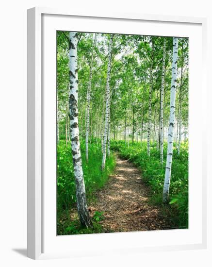 White Birch Lane-null-Framed Photographic Print