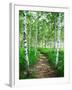 White Birch Lane-null-Framed Photographic Print